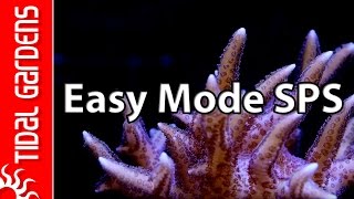 The quotEasy Modequot SPS Aquarium [upl. by Kravits635]