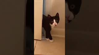 Meow 😻 shortvideo petschannel catfunny cat funny ytpets funnycatvideos pets funnyanimal [upl. by Tan6]