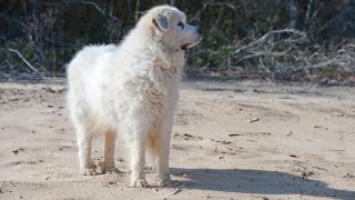 Introducing a Great Pyrenees to a New Home [upl. by Adnhoj]