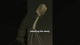 Bacteriophage The Bacteria Slayer science biology antibiotics antiaging health [upl. by Llerrom980]