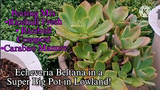 Repotting Echeveria Beltana in a big White Pot [upl. by Schertz]