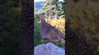 Hear the Sooty Grouse Cooing Sounds [upl. by Myrtice236]