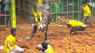 Tennangudi Jallikattu 2024 Videos  தென்னங்குடி ஜல்லிக்கட்டு 2024 Videos [upl. by Leong]