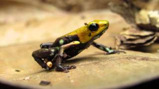 Andinobates sp nov Supatae Supatá’s Golden Frog frogs eastern andes frogging [upl. by Shriver]