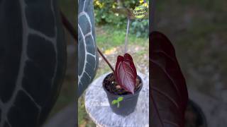 Anthurium Crystallinum amp Its Care in Autumn anthurium anthuriumcrystallinum anthuriumcare [upl. by Amo]