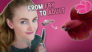 Betta Fish Food  From Fry to Adult What I Use [upl. by Chemash785]