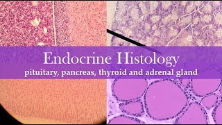 Endocrine histology [upl. by Hammad]