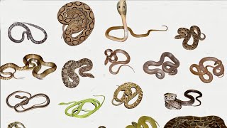 Common Snakes Of India 🇮🇳  Venomous  Mildly Venomous  NonVenomous Snakes [upl. by Yornoc]