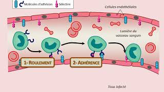 Diapédèse et molécules [upl. by Bishop]