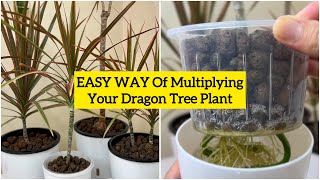 How to Grow and Propagate Dracaena  Dragon Tree or Dracaena Marginata  5 Months UPDATE [upl. by Lowrie145]