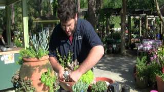 How To Plant Succulents in Containers [upl. by Maunsell]