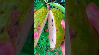 🍈 Epic Graviola Cutting ASMR  Perfect Soursop Slicing Satisfactionquot graviola soursoup short [upl. by Leonardo643]