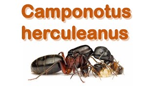 Ant care species guide 22  Camponotus herculeanus [upl. by Corilla656]