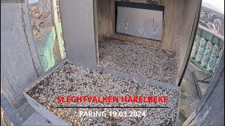 Slechtvalken ZuidWestVlaanderen  Harelbeke  19032024  Paring [upl. by Sankey]