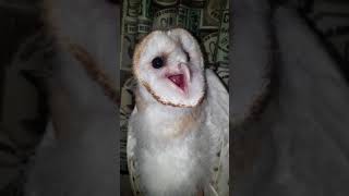 Baby barn owl screaming [upl. by Hazlip12]