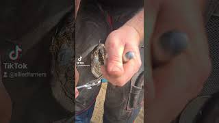 farrier trimming horsesoftiktok farrier farriersoftiktok alliedfarriersasmr farriertiktok [upl. by Aimej542]