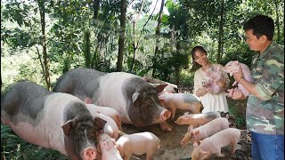 Buy more pig breeds Harvest cassava and dry it to make food for pigs [upl. by Anaihsat414]