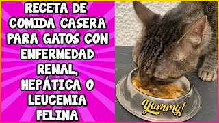 Comida Casera Para Gatos Con Problemas Renales Hepáticos y Leucemia Felina  SiamCatChannel [upl. by Macnamara]