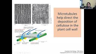 Cell Communities and Interactions [upl. by Goines]