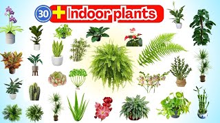 30 Plants Name In English With Pictures  Indoor Plants Vocabulary l Plants Names [upl. by Parrish412]