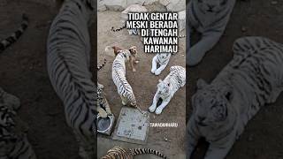 Ketika Harimau Menemukan Kasih Sayang [upl. by Enneyehc]