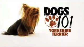 Dogs 101  Yorkshire Terrier [upl. by Oaks406]