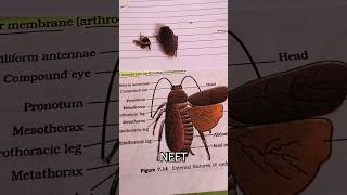 Neet Cockroach Periplaneta americana 🪳 practical 🙂 [upl. by Storz]