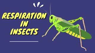 Respiration in insects spiracles  tracheal tubes [upl. by Gardie]