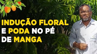 COMO FAZER INDUÇÃO FLORAL E PODAS NO PÉ DE MANGA [upl. by Alfonso297]