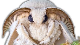 How to breed Mulberry Silkmoths Bombyx mori by Bart Coppens [upl. by Auqined]