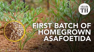 Asafoetida grown in India for the first time ever [upl. by Thalassa651]