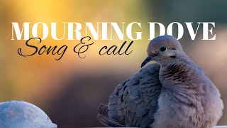 Mourning Dove  Song amp Call [upl. by Viradis]