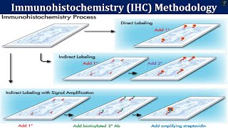 Immunohistochemistry IHC Methodology  Principle and Key Steps in IHC Methodology [upl. by Hsina]