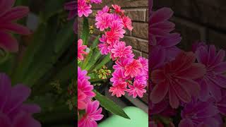 Lewisia blooms more flowers in one pot lewisiaflower flowers shorts [upl. by Dian]