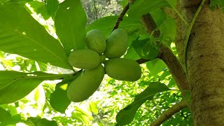 All about Pawpaw Asimina triloba [upl. by Eenahpets175]