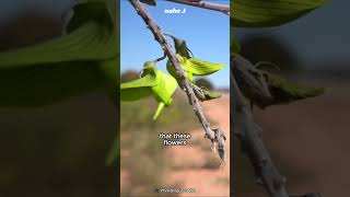 This Flower Mimics a Bird  Green Birdflower [upl. by Nitas]