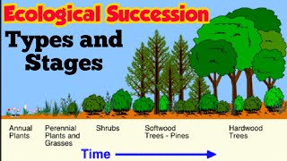 Ecological Succession  Primary and Secondary succession  Stages of Xerosere Hindi urdu [upl. by Blinnie]