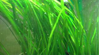 Vallisneria Spiralis [upl. by Bryanty289]