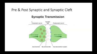 Neuron main parts Presynaptic and Postsynaptic and Some Connect Pics 2024 [upl. by Bolten]