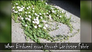 When Bindweed Grows THROUGH Landscape Fabric 😬😱 [upl. by Anicnarf]