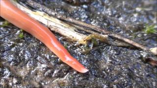 The Australian Flatworm Australoplana Sanguinea [upl. by Ahseiat389]