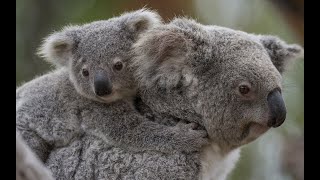 Baby Koala With Mom  Cute Koala Joey Life Native Australian Animals [upl. by Kiley610]