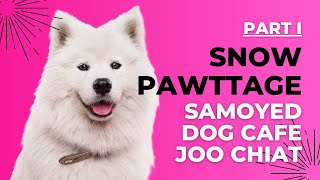 P1 Snow Pawttage  Samoyed Dog Cafe Joo Chiat 😱🐶 samoyed dogcafe singapore 2024 travel happy [upl. by Isidoro]