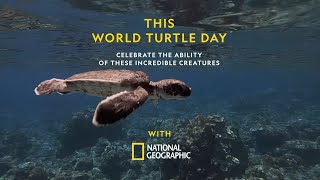 World Turtle Day  National Geographic [upl. by Erdei]