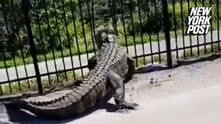 WATCH Alligator breaks through fence like it’s nothing  New York Post [upl. by Raamal431]