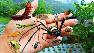 being bitten by giant spiders and hunting cicadas beetles millipedes [upl. by Sirrep]