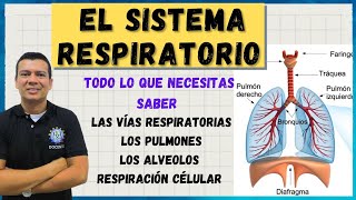 SISTEMA RESPIRATORIO RESPIRACION EN EL SER HUMANO RESPIRACION CELULAR LOS ALVEOLOS [upl. by Turner733]