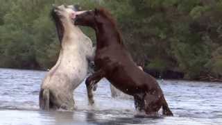 Curly Stallions Sparring [upl. by Bannister]