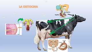 LA OXITOCINA Y SU USO EN VACASOXYTOCIN AND ITS USE IN COWS [upl. by Vallery267]