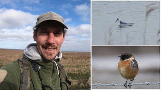 Seltener Vogel🦅 Birding an der Nordseeküste [upl. by Elinad795]